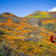 Image for article titled California’s colorful super blooms, in pictures